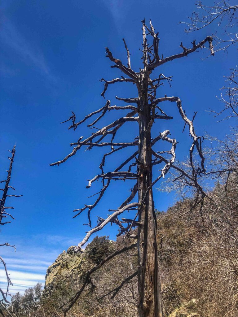 Ponderosa, Apache pines, and silverleaf oaks dot the landscape the higher you climb. Sycamores are more common lower in the valley. Summer fires including the Sawmill Fire (2017) and the Florida Fire (2005) often burn through wide swaths of the mountains leaving behind dramatic snags for birds to repurpose.