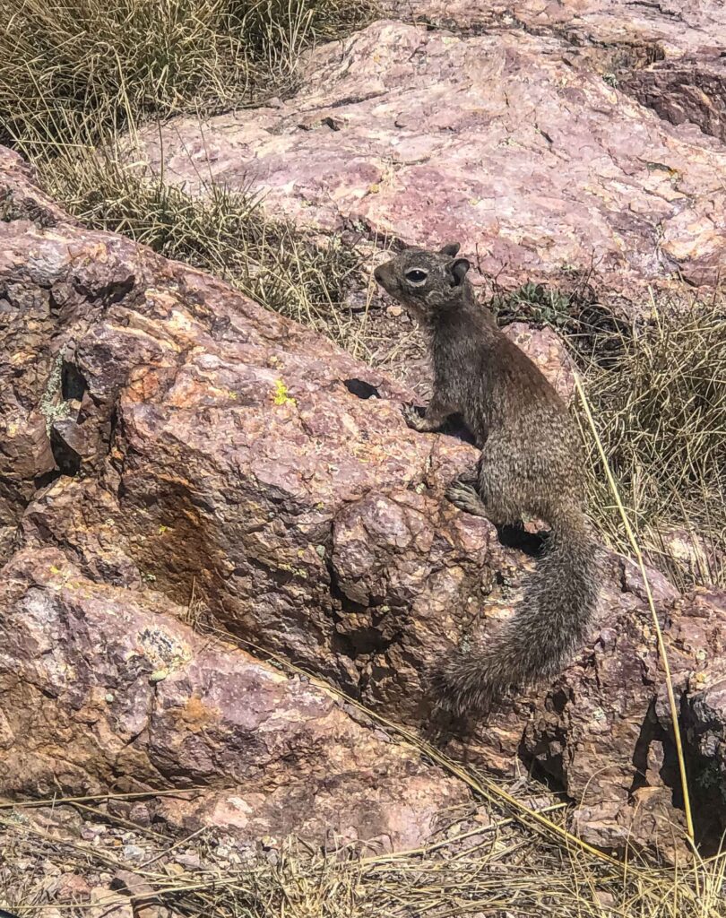 Squirrels and birds have adapted to the harsh SE AZ conditions. As a Seattleite for over 35 years, I'm used to rain and snow. I knew the heat could be an issue but I had no idea it would affect me so much.