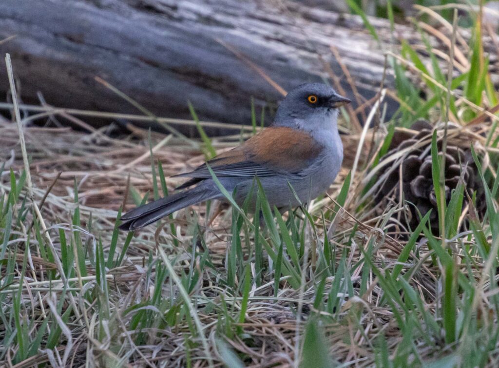 One of 27 bird species, the yellow-eyed junco, that we saw or heard on our Mt. Wrightson hike.