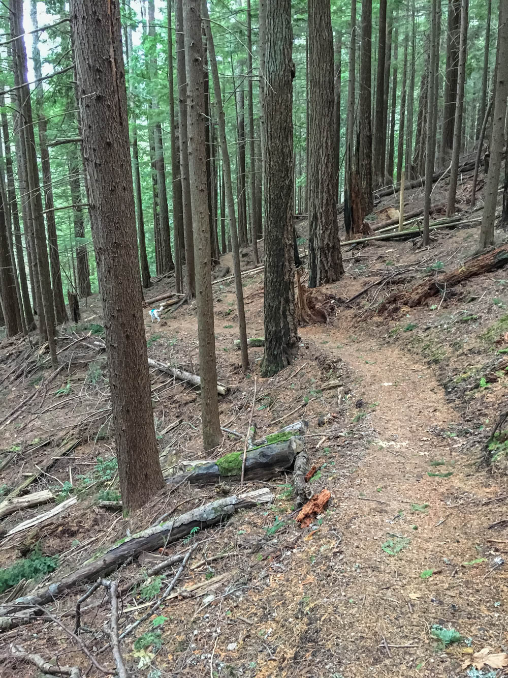 Tiger Mountain’s Beauty Remains Despite Logging