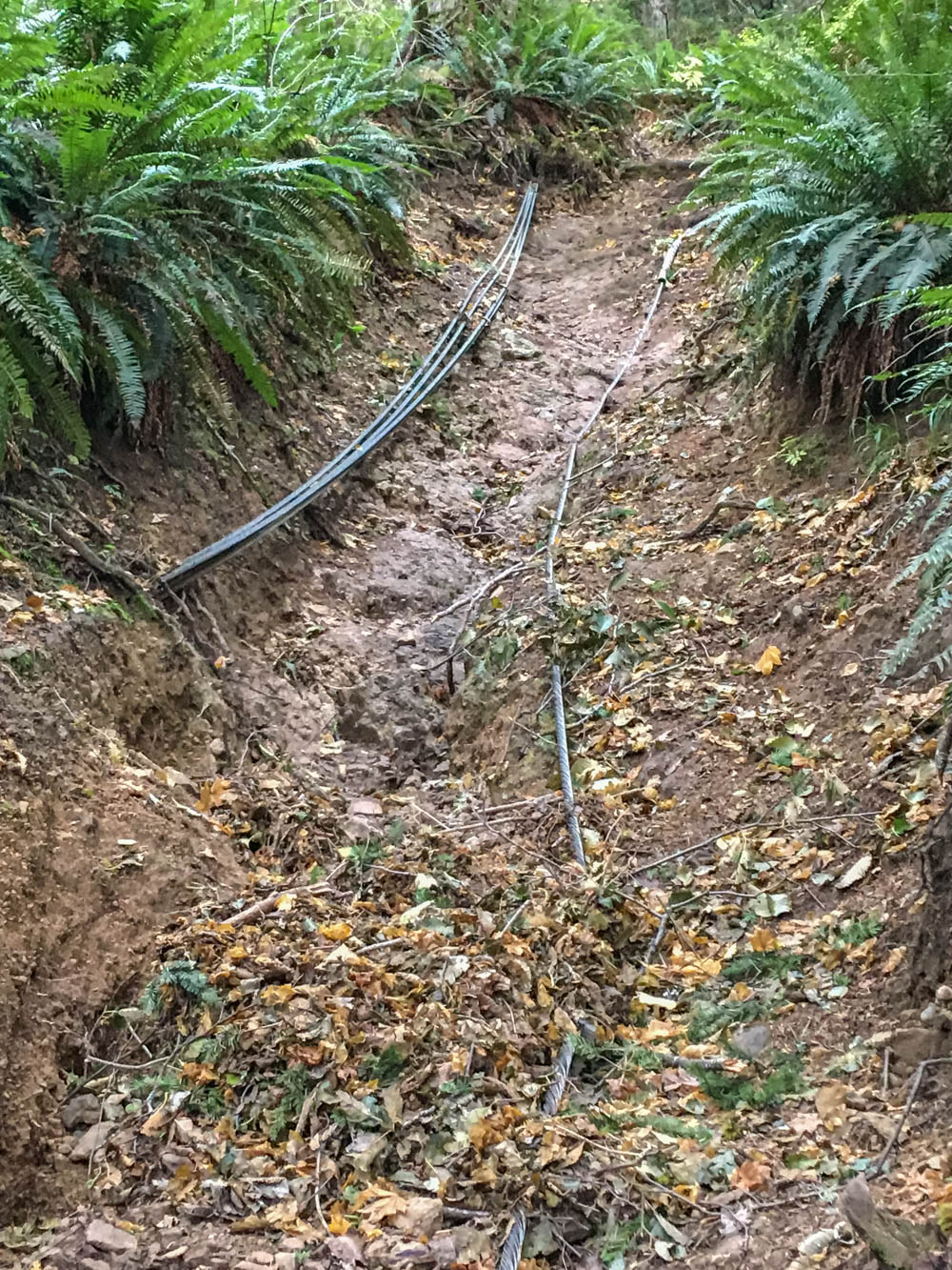 Tiger Mountain’s Beauty Remains Despite Logging