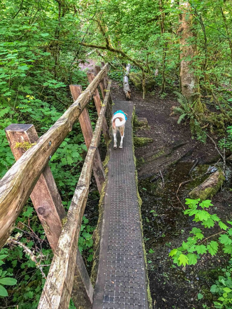 Ajax crosses a wooden bridge on the Tibbets Marsh Trail on the way to Cougar Pass. I assess his progress by his energy levels and panting.