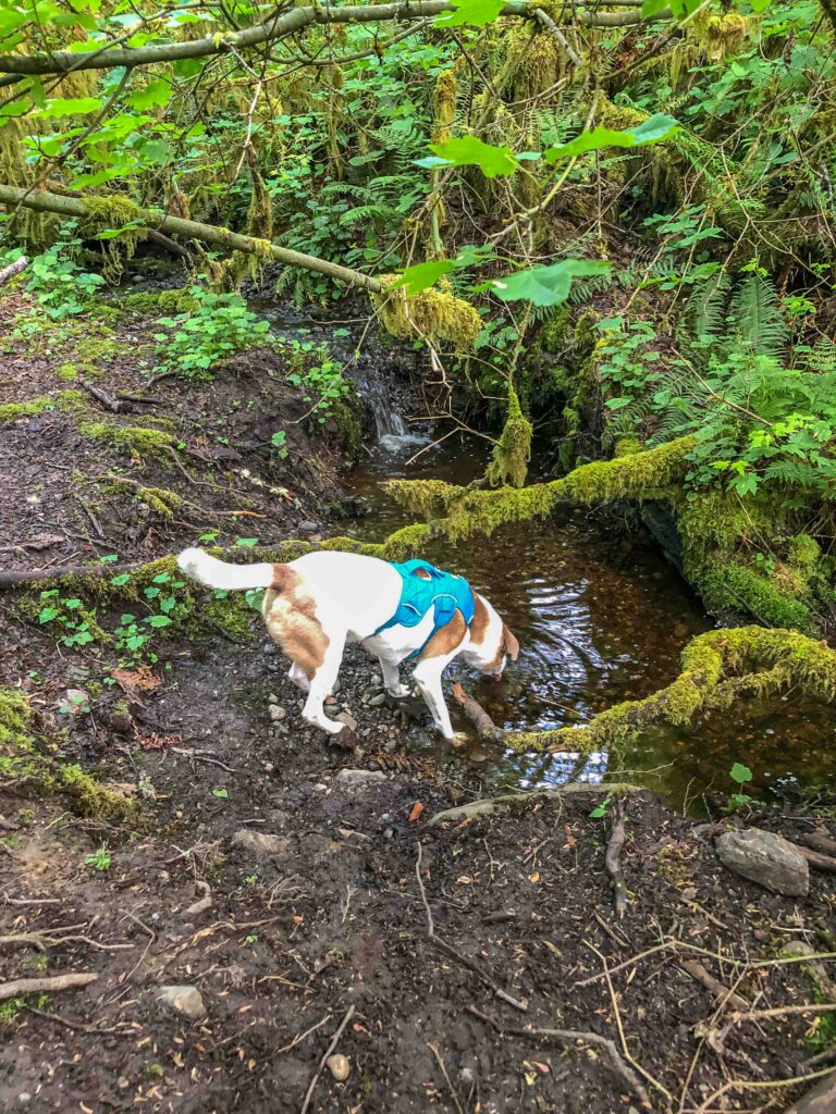 Despite numerous water delivery options, Ajax still prefers the old-fashioned way: fresh from the stream.