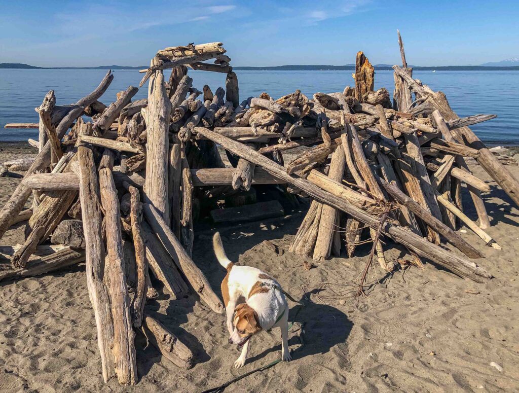 Ajax explores a driftwood structure at Richmond Beach Saltwater Park.