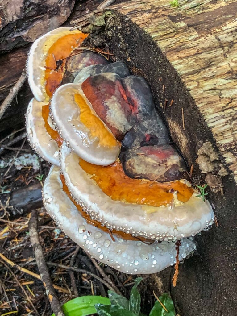 A close-up of what I loosely call shelf fungus with dew drops.