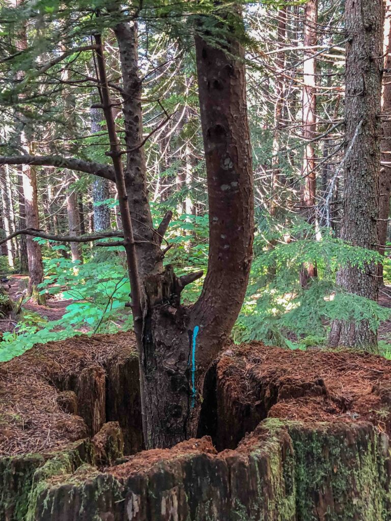 Tree planter near the trailhead. Young kids will enjoy the diversity of tree shapes on this trail.