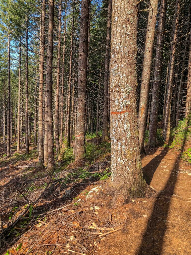 Red marks and blue tape on select trees denote the extent of the logging area.