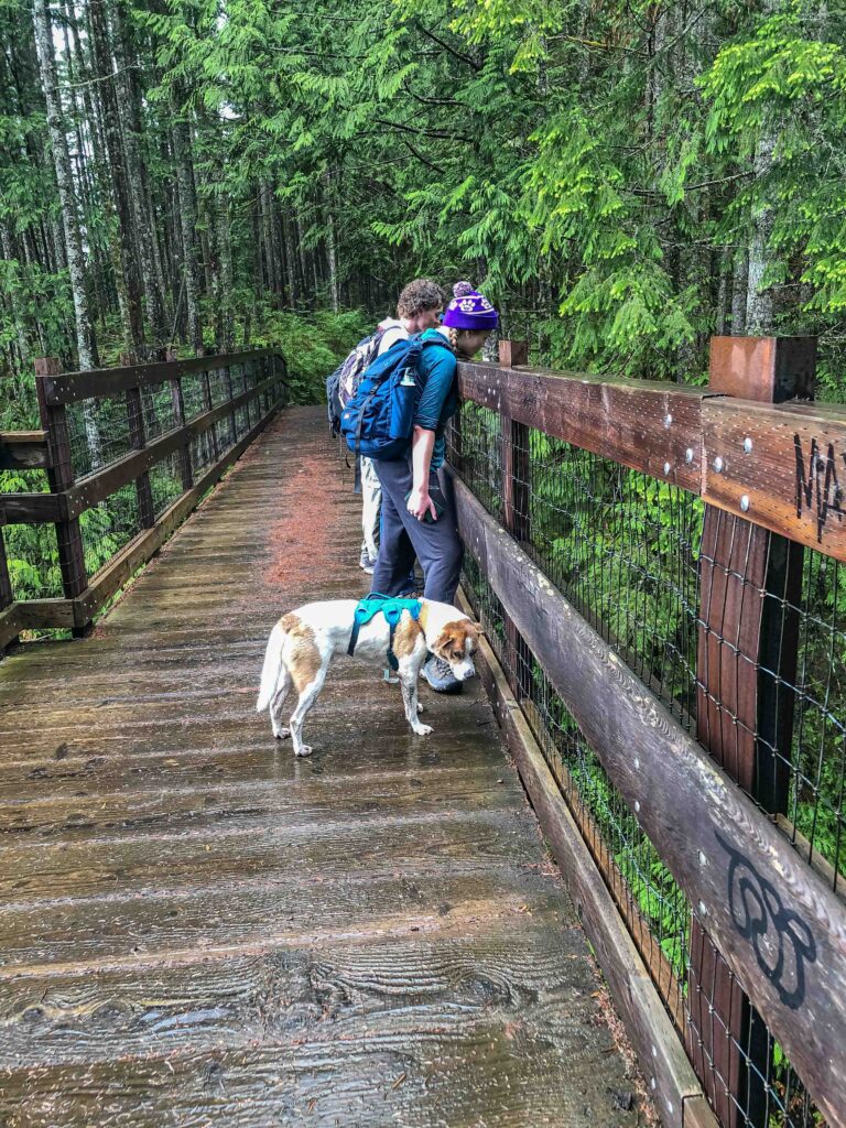 The bridge at the very top of Wallace River. Note the very wet wood.