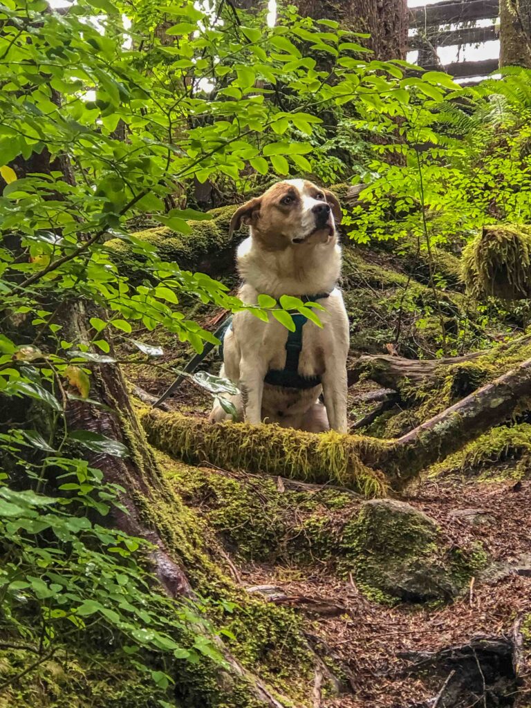 Majestic Ajax in his muddy harness. This was taken off the beaten trail, where we could access Wallace River before it plunges over the falls.