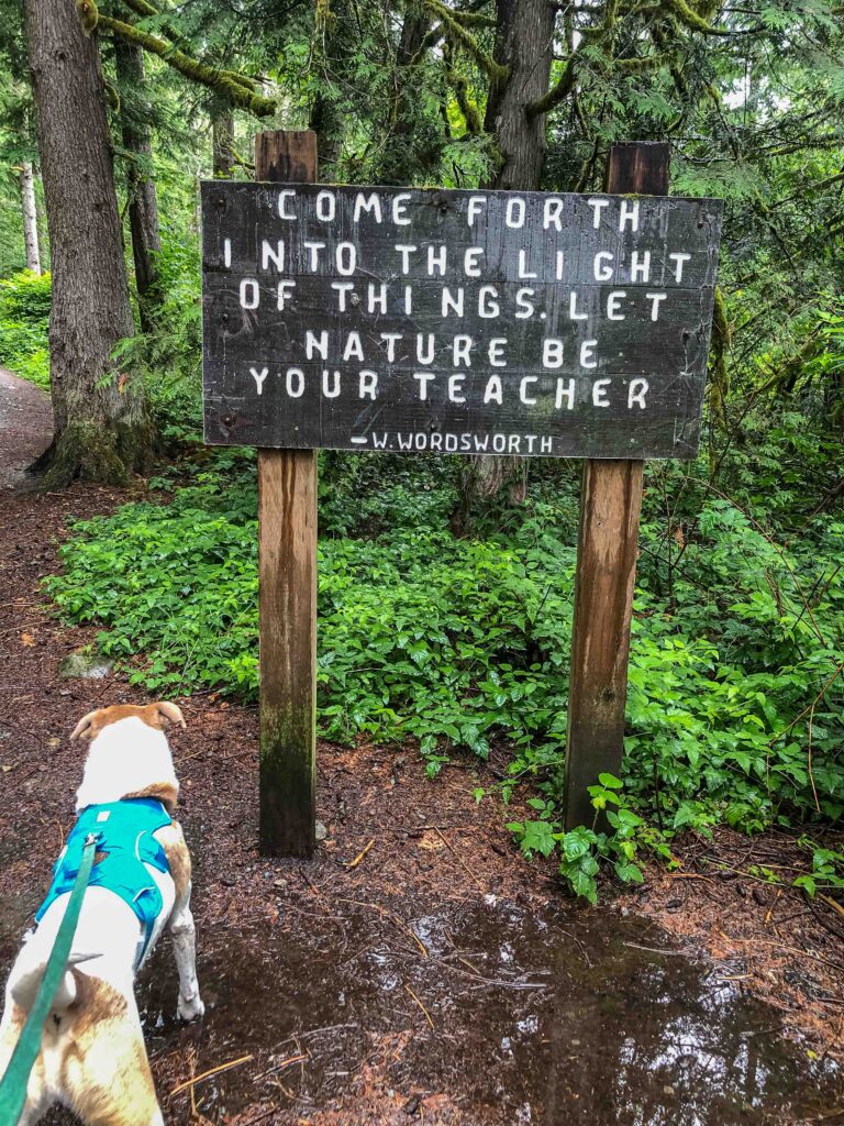 Ajax seems to enjoy rain. Here he stands in a puddle at the base of the sign. He got two baths after the hike, a cold one at the trailhead and a warm one at home.