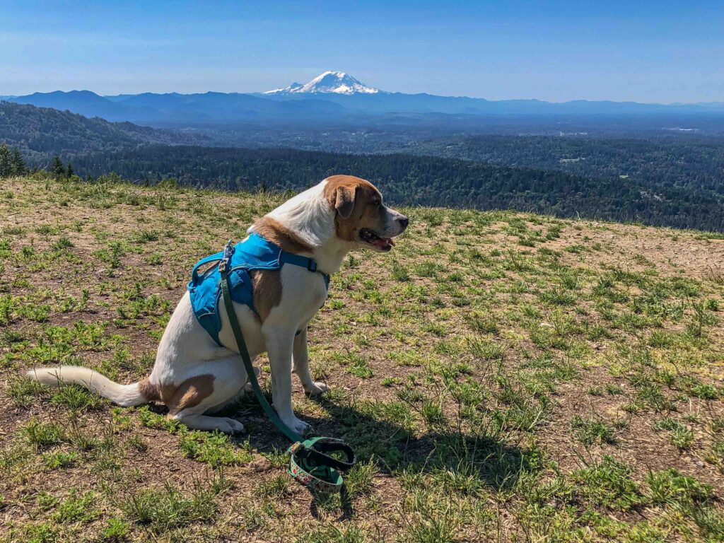 We took one more pause at the overlook for a shot of my favorite pup and my favorite mountain.