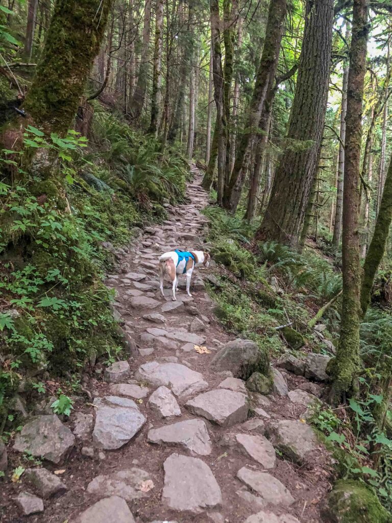 The first part of Poo Poo Trail is rock, rock, and more rock through beautiful dense woods. Once you complete the switchbacks the traffic noise fades away.