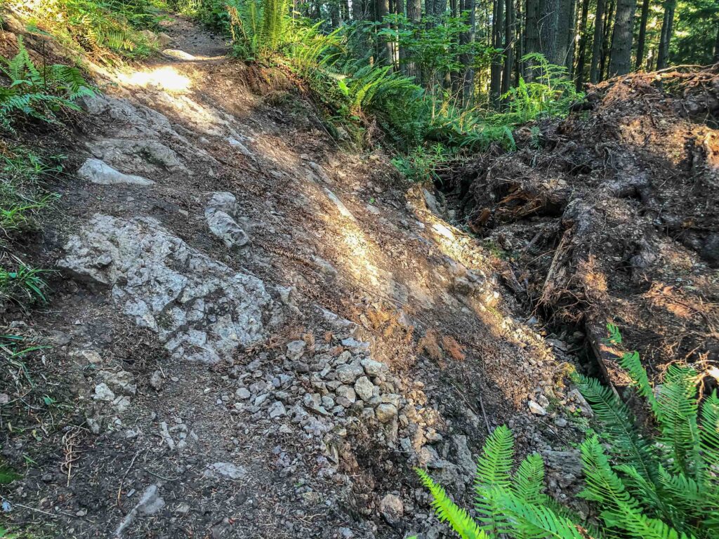 An eroded portion of the trail where a giant tree root system has collapsed.