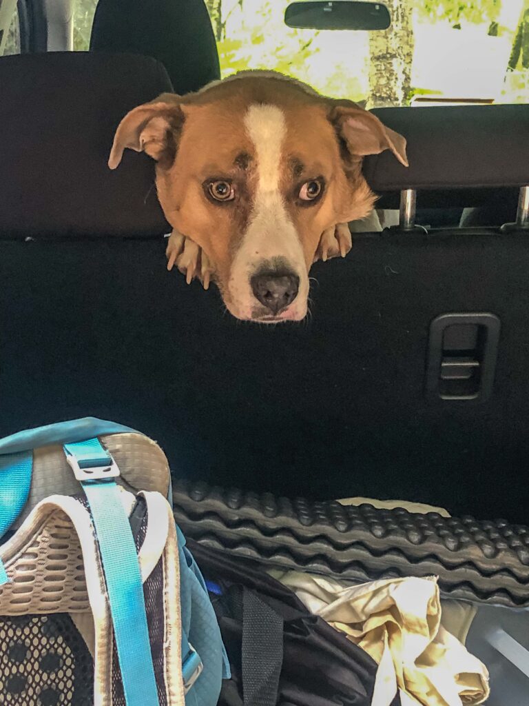 My eager Little Man, always ready for anything. He's the best hiking partner anyone could ever ask for.