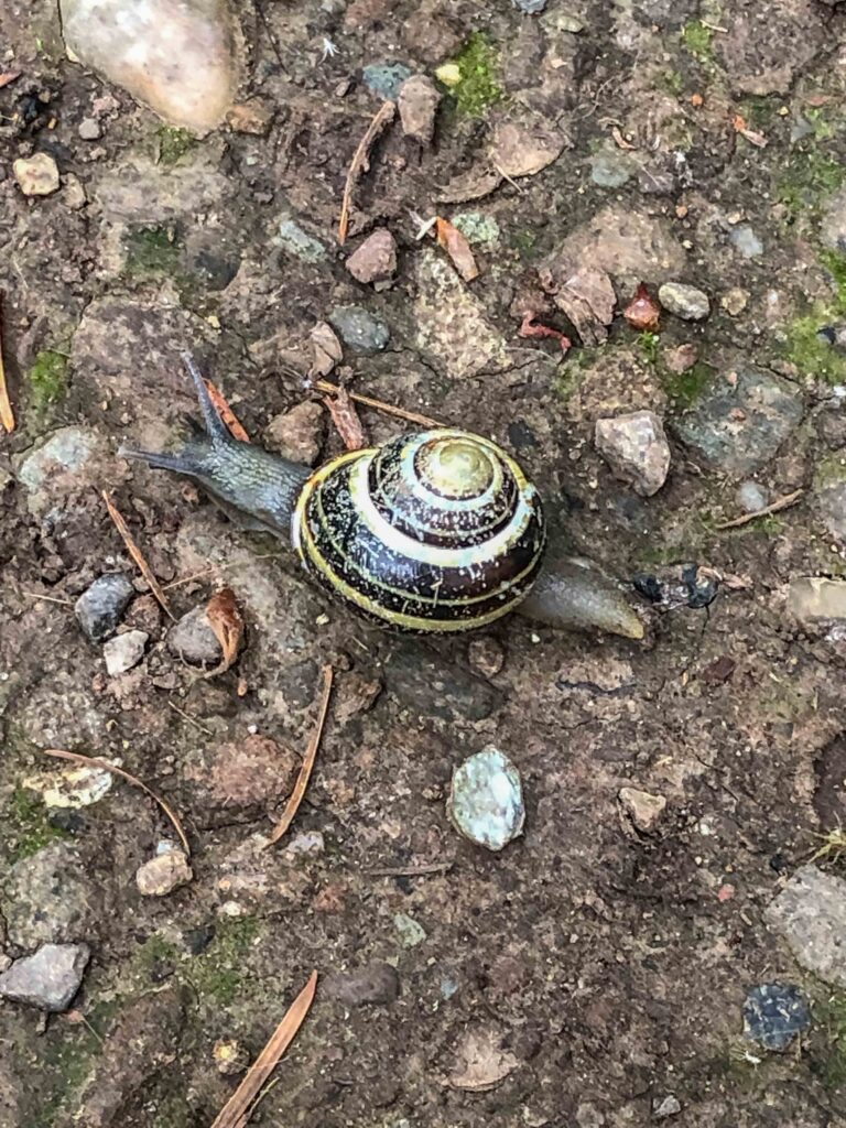 Two intricate and fascinating snails on the Cougar trails.