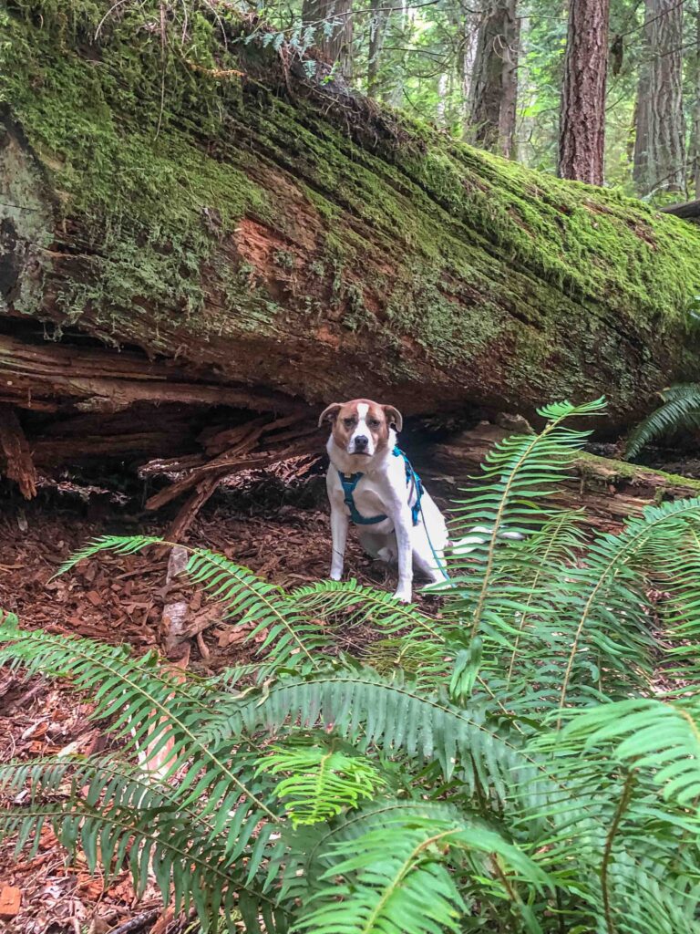 Ajax poses by an enormous moss-covered log in the Whitaker Wilderness in the southeast corner of Cougar Mountain.