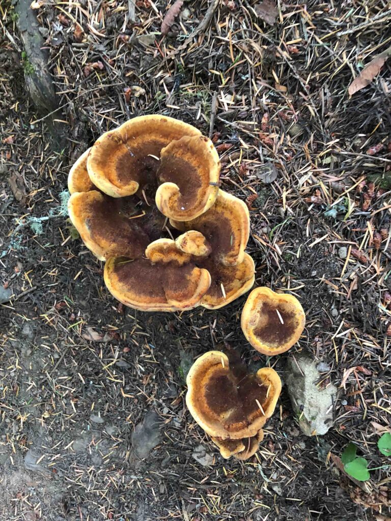 Mushrooms peeking out of the dry soil.