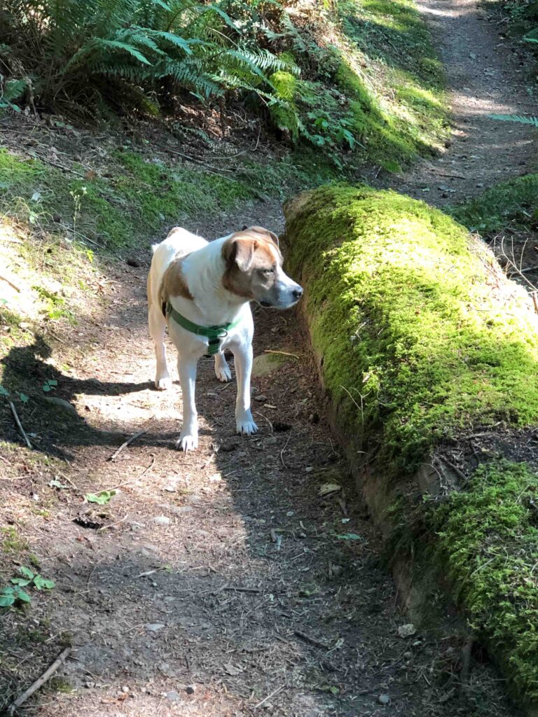 Ajax poses by a moss-covered log in the early morning sunlight. I often take action before motivation by setting out my pack. He then does the motivating for me the next day.