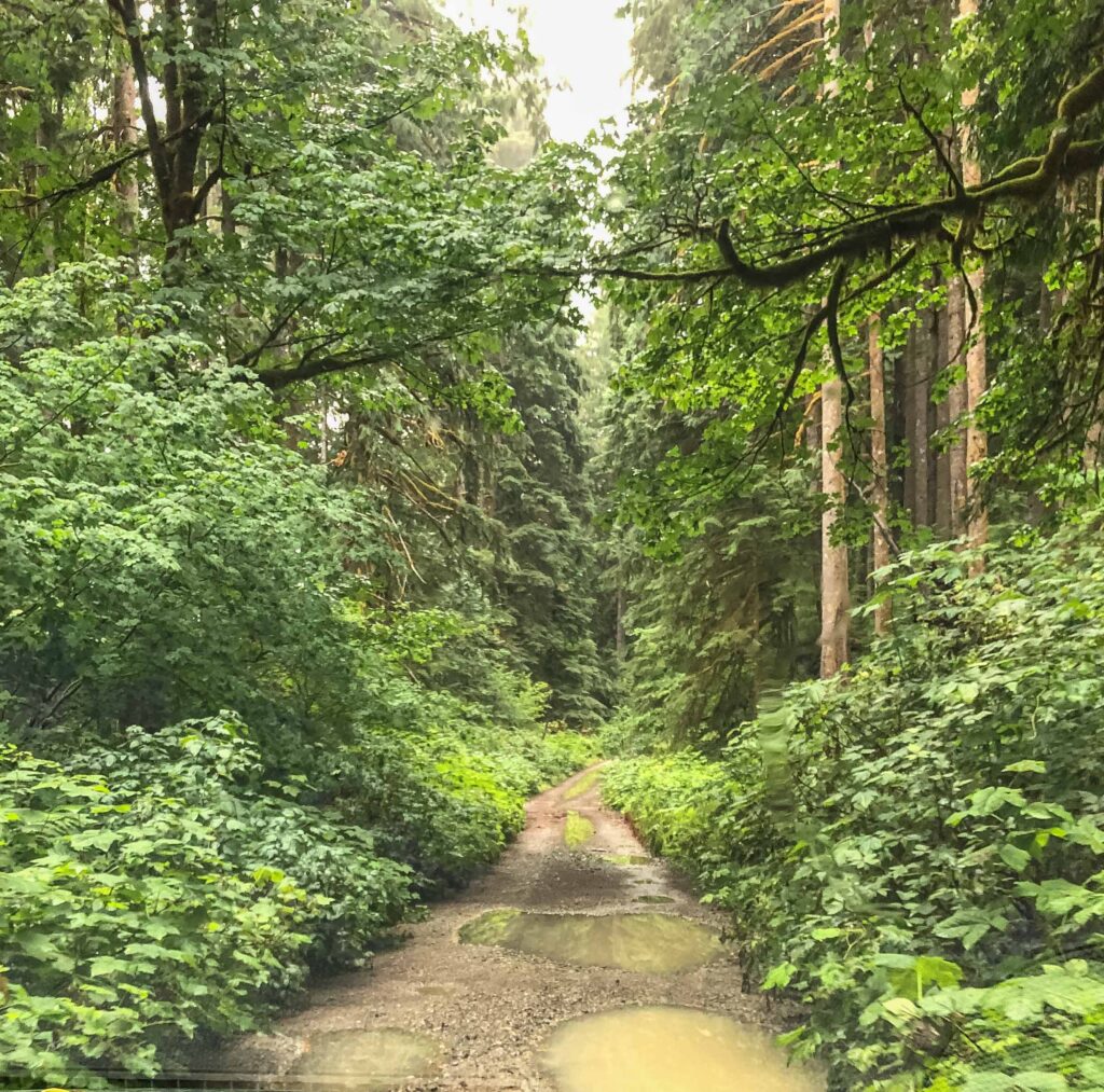 Five miles of brushy, one-lane, potholed road. By giving myself permission to rewrite the rules, we get to explore pristine forests in out-of-the-way places where berries burst off bushes and nobody else is there to bother us.