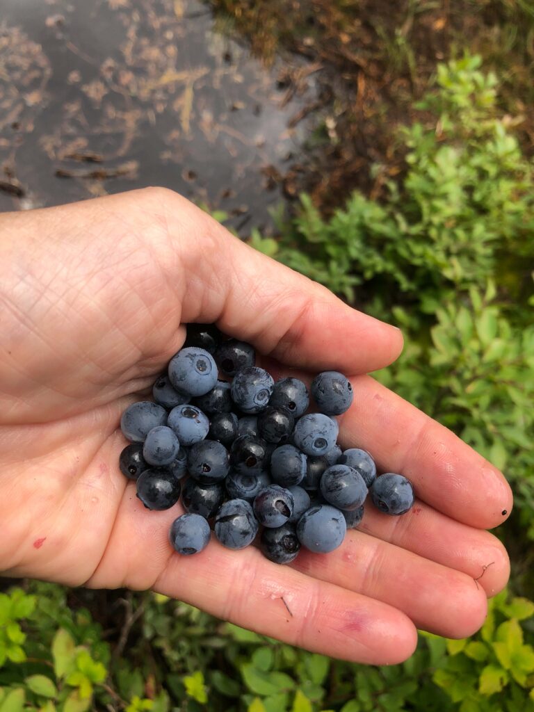 A handful of blueberries we picked at Peek-a-Boo Lake.