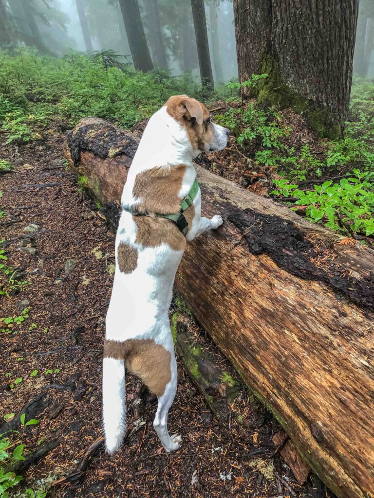 Ajax is on high alert watching a squirrel race up a tree. He's so well trained, he knows not to chase.