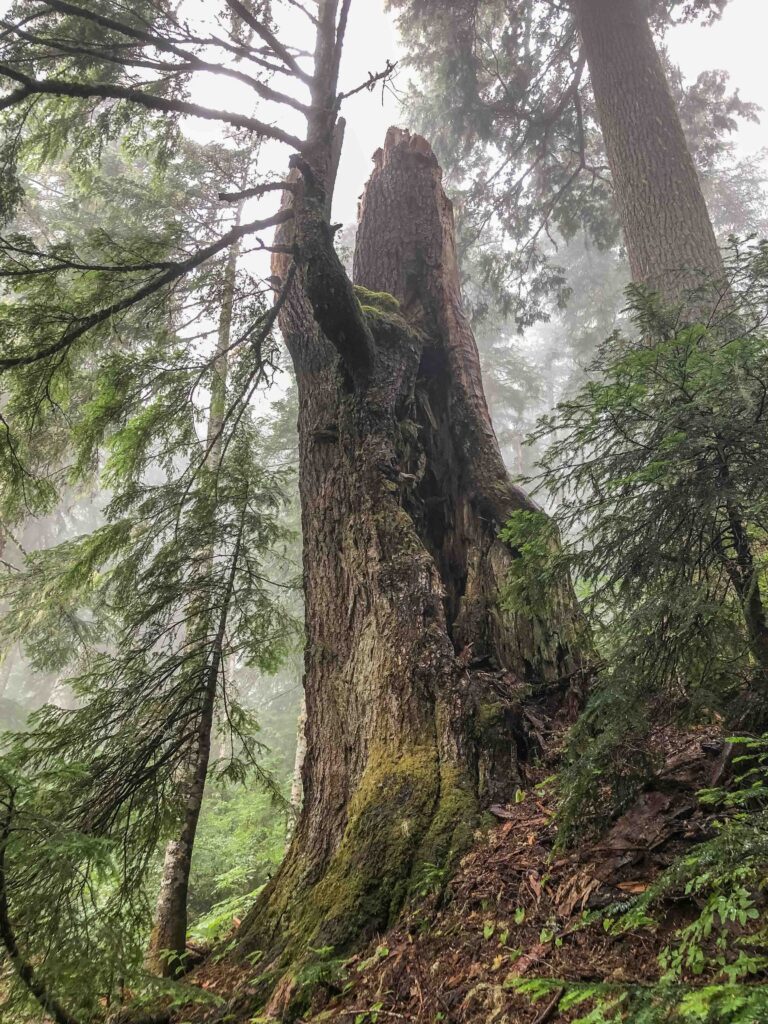 Fascinating old-growth trees with interesting shapes and textures reach up into the fog. If we don't rewrite the rules, we might miss out.