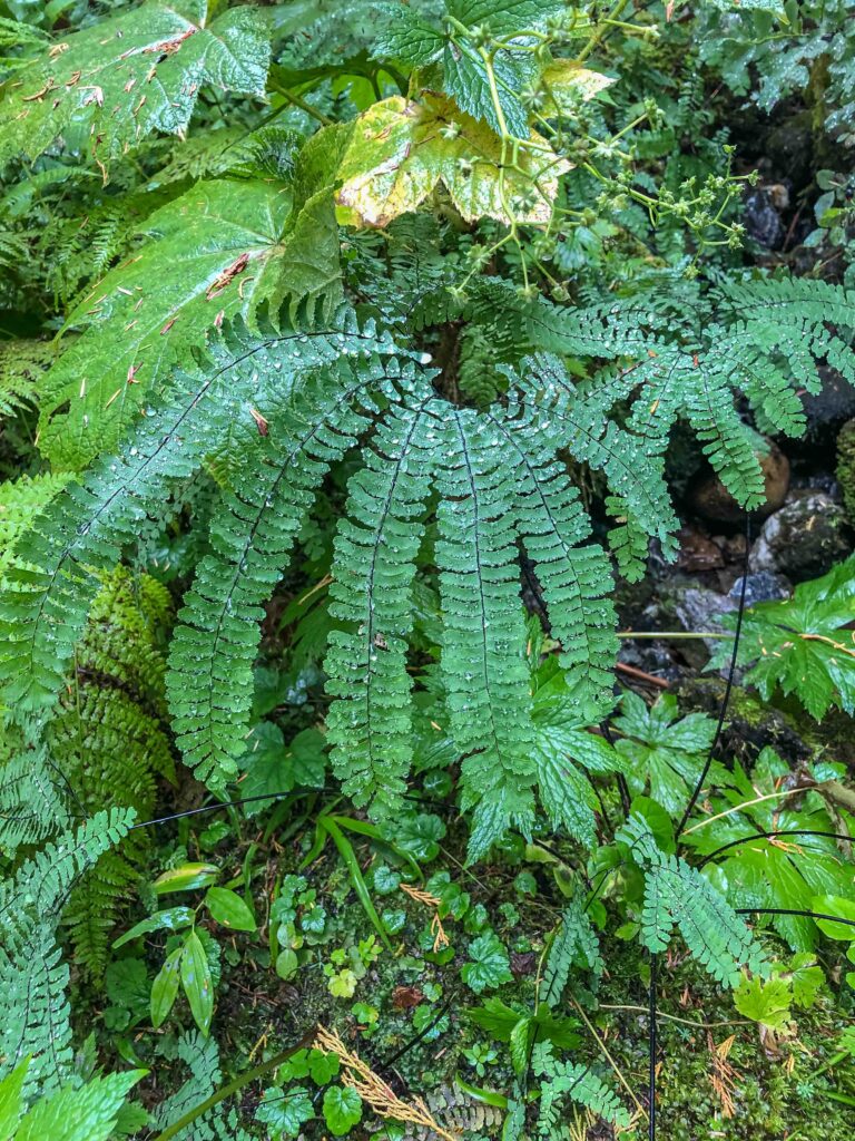 Delicate maidenhair ferns - my favorites - covered in droplets. I never would have guessed the Pacific Northwest had been in a drought since early July.