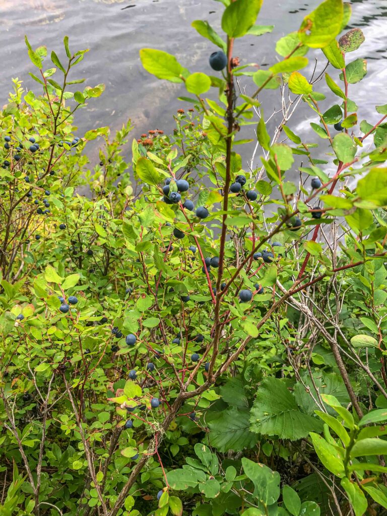 Lakeside bushes bursting with berries.