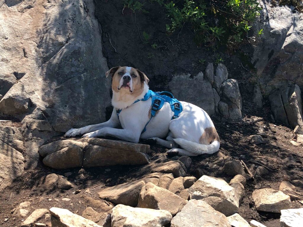 Paws and reflections for my fearless hiking companion. He loves watching critters and doesn't seem to be bothered by bugs.