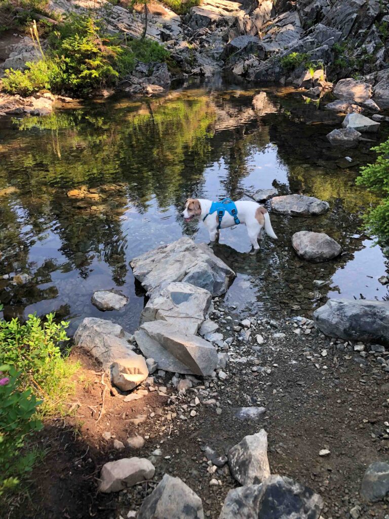 Ajax heads off the trail for a drink of water near Snow Lake.