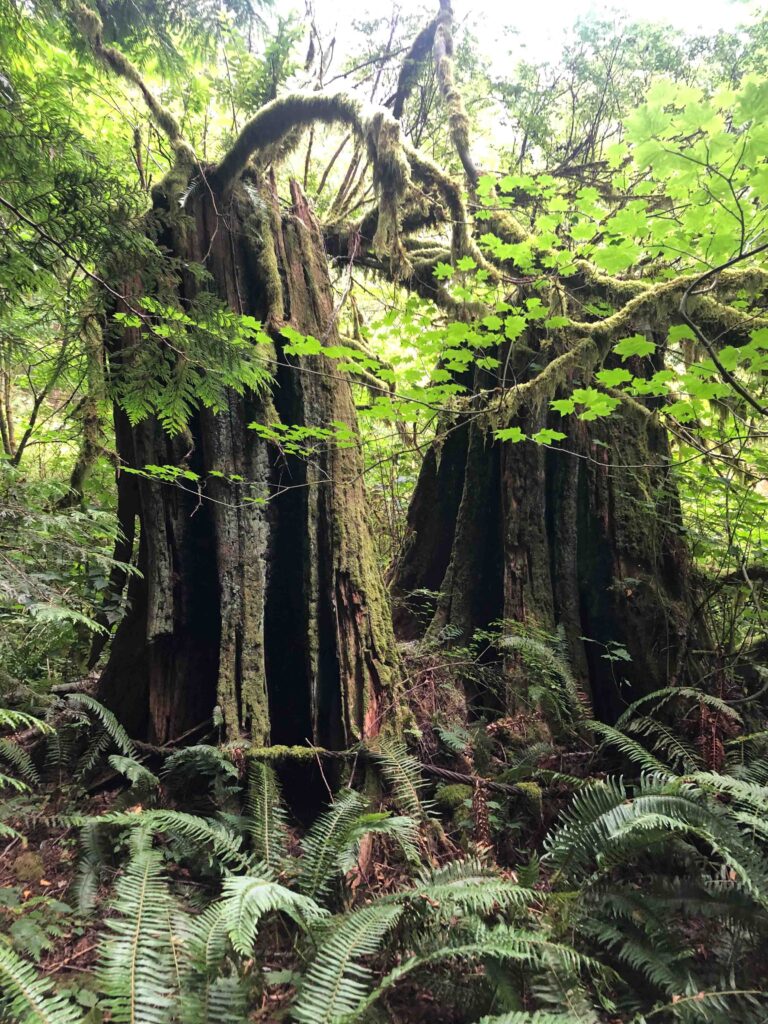 We spotted huge nurse logs on South Tiger Loop. Change is inevitable. Preparation is the third of the five stages of change. Why do we resist so strongly? 