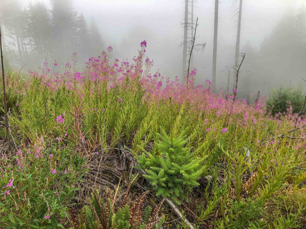 Fireweed in the fog near the South Tiger Summit.