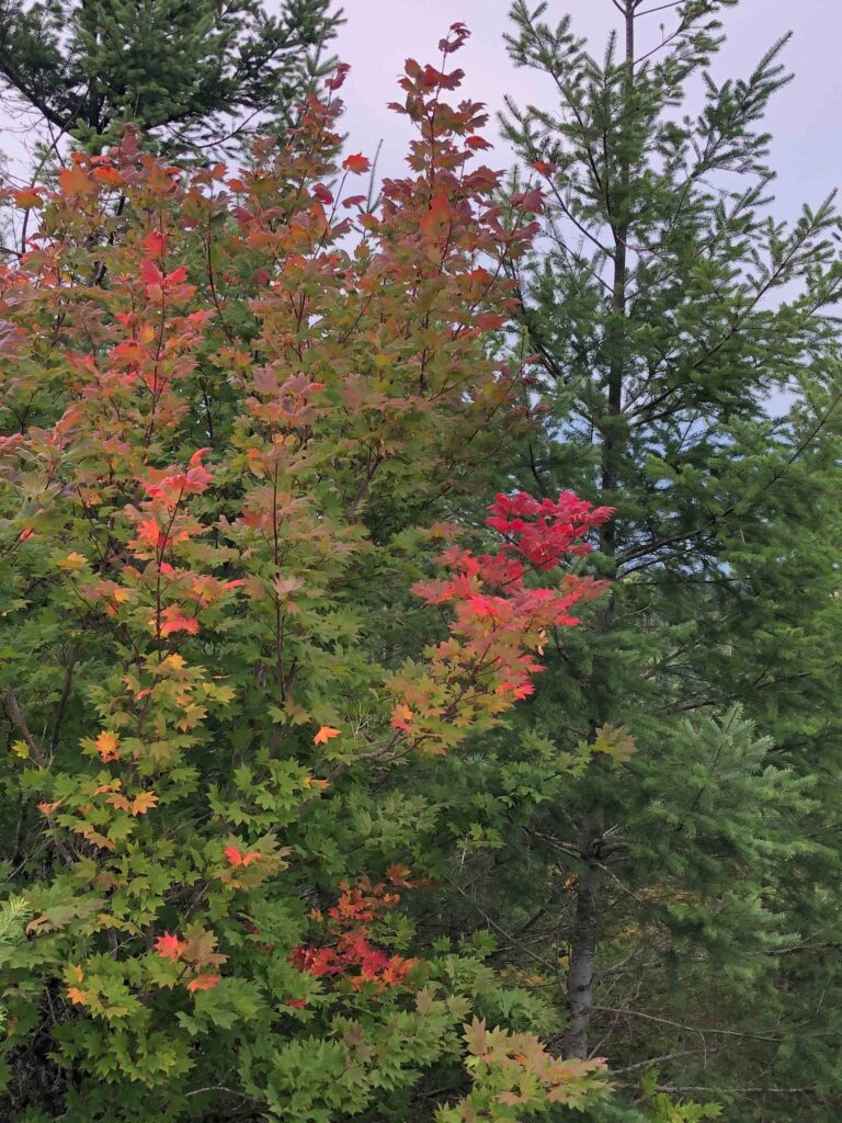 
One of the tipping points for me in decisional balance was seeing the fall colors. October is a beautiful month to enjoy the mountains.