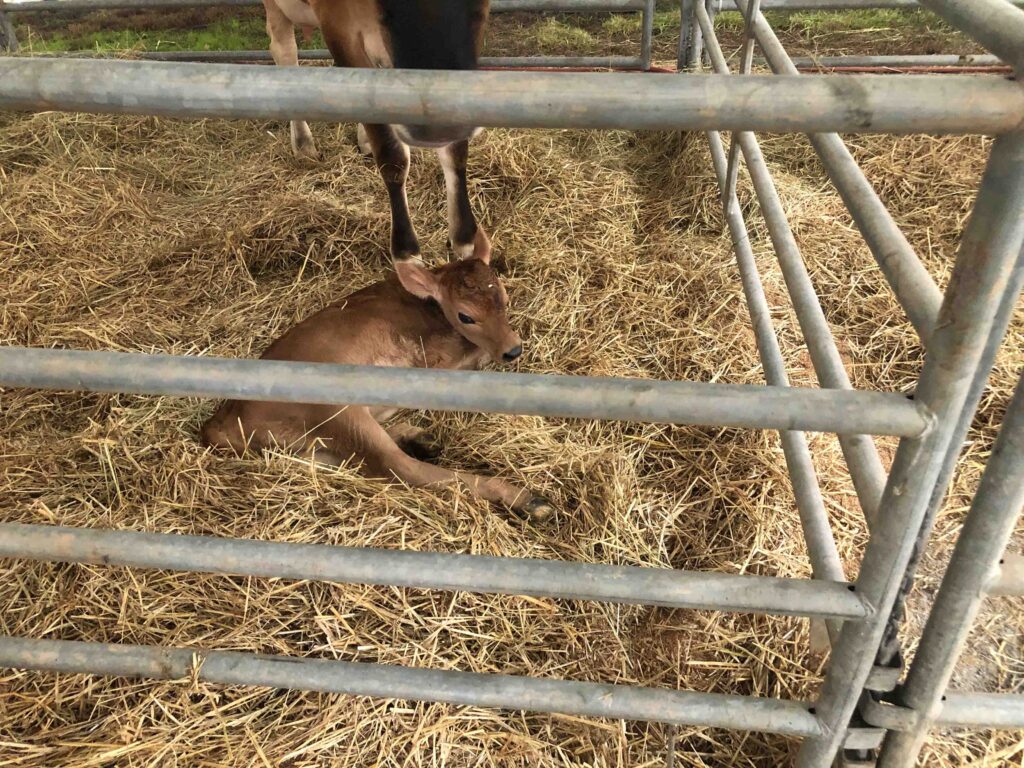 Day-old calf, Candi, in the Mooternity Ward at the NC Mountain State Fair.