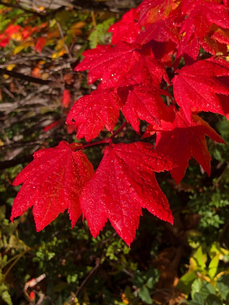 Fire-red dew-covered maple leaves, the first shot of the hike. My jaw just about dropped.