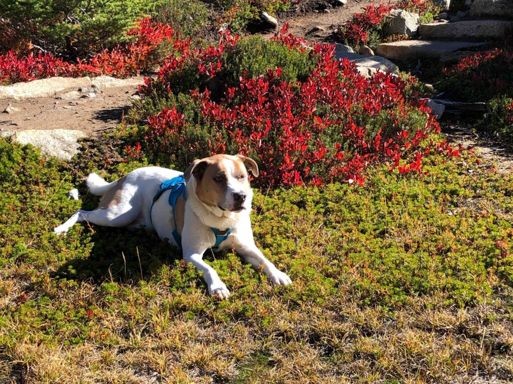 Ajax takes a rest beneath the summit. My beautiful puppa is so photogenic, not to mention patient.