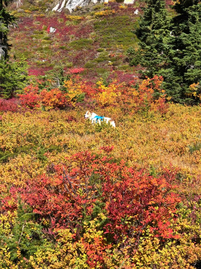 Balm for the soul: Ajax enjoys sniffing picas, chipmunks, and squirrels in the meadow beneath Granite Mountain's summit.