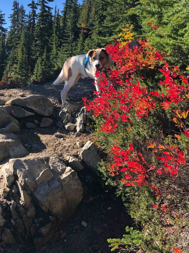 Peek-a-boo! Ajax pauses for just the right moment behind flame-red bushes. Jaw-dropping balm for the soul.