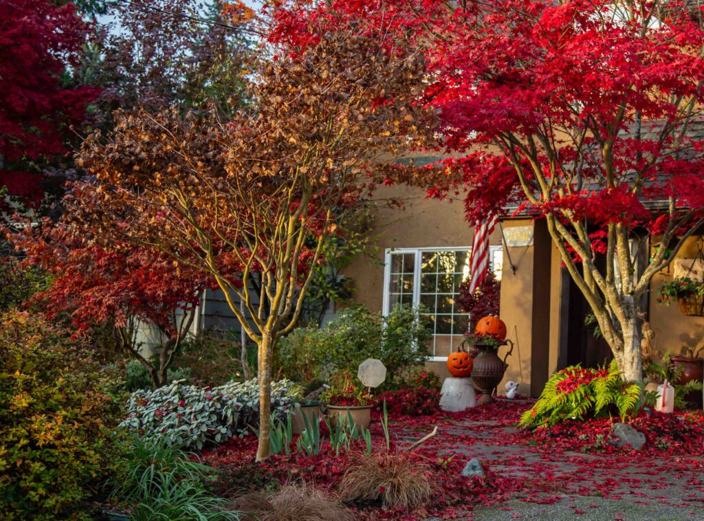 One gratitude practice I have is shooting a photo of something that catches my eye. I am grateful for colors, for vision, for people who enjoy seasonally decorating their homes, for walks with my dog, and for dry weather.