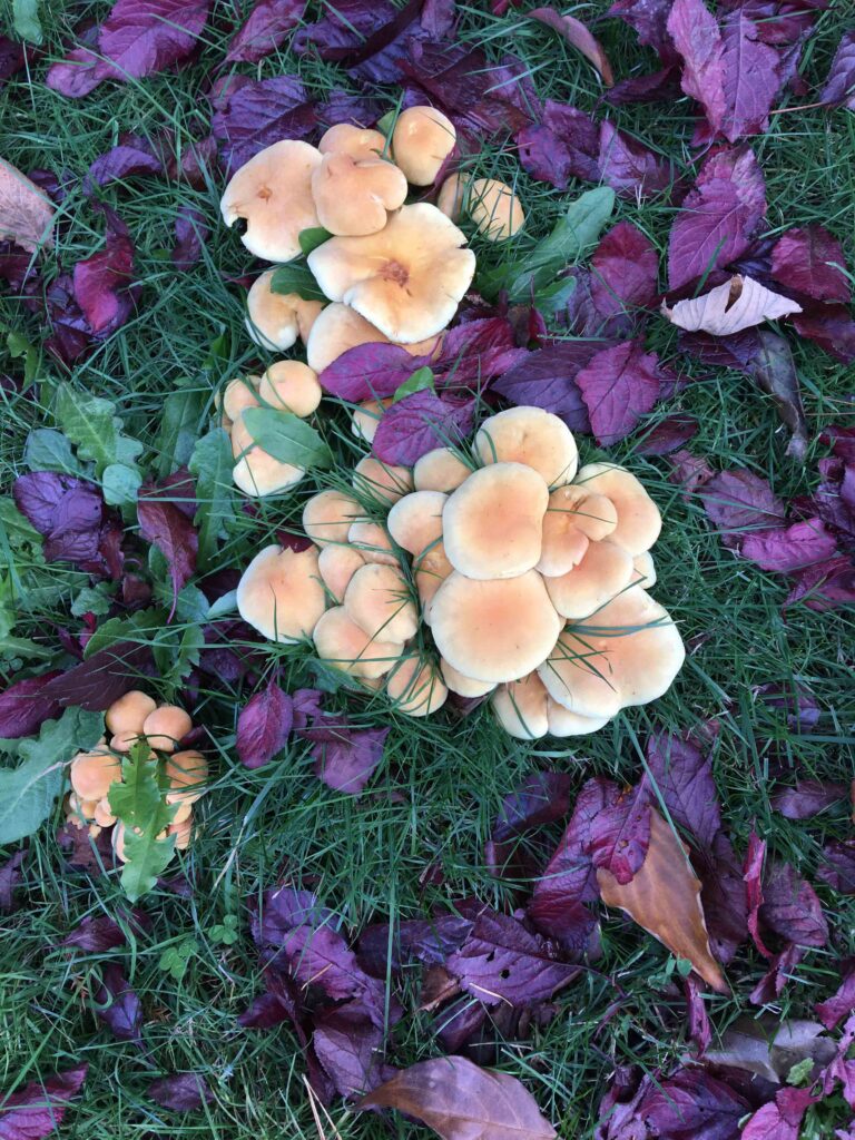 When I hike in the mountains, on the trip back to the car I often find myself calling out all the things I'm grateful for during the outing, from the weather, to my companion Ajax, to the beautiful mushrooms poking out to say hi.