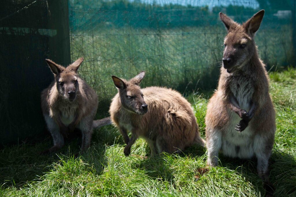 This photo brought a smile to my face and a flood of memories of our second visit to New Zealand where we visited a wallaby petting center two days after Christmas, 2019. So grateful for vacations, for photographs, for memories.