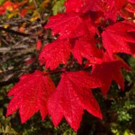 How to Develop a Life Purpose Map - CourtSchurmanGO.com