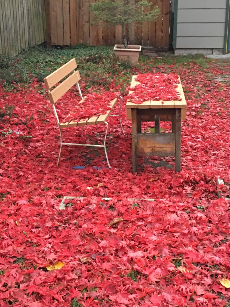 This image evokes both the return to school and the changing seasons. One of my favorite local trees.