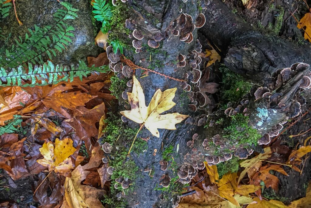 A favorite fall image from a hike on Tiger Mountain.