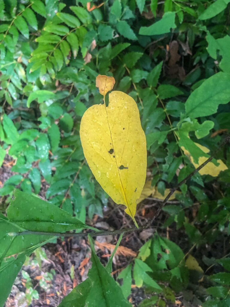 A damp heart-shaped leaf that reminded me of my mother. While use of cell phones is discouraged on traditional forest bathing walks, I knew I would ultimately want to share this wonderful experience with readers.