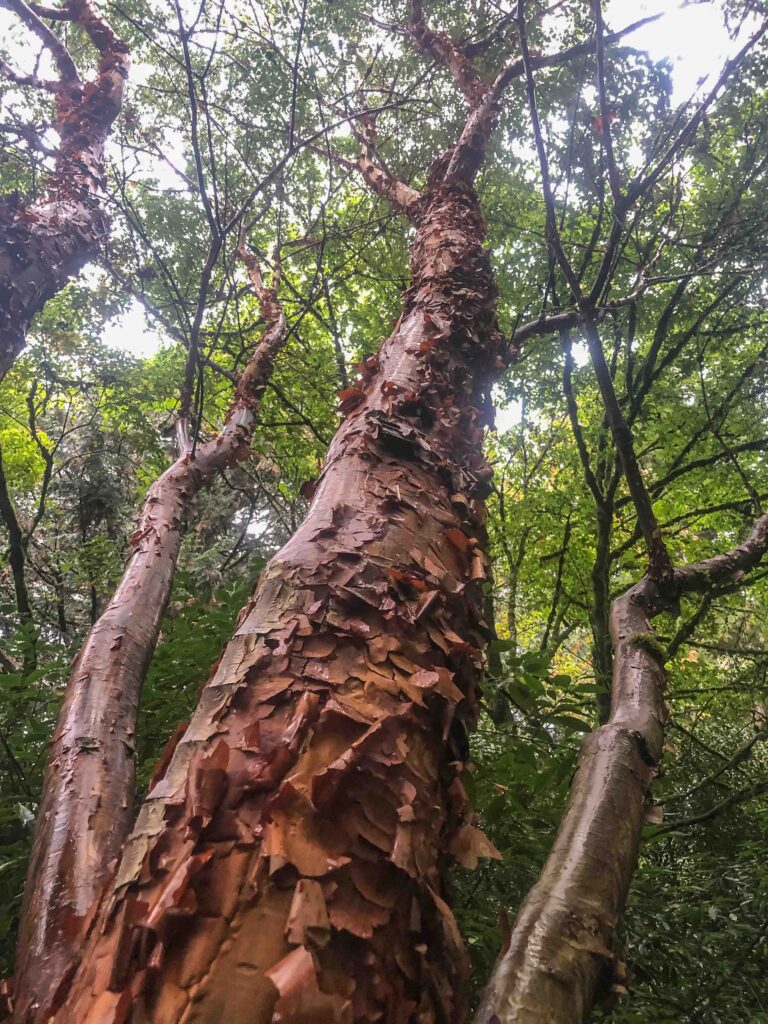 A madrone reaching high up in the canopy of the Arboretum.