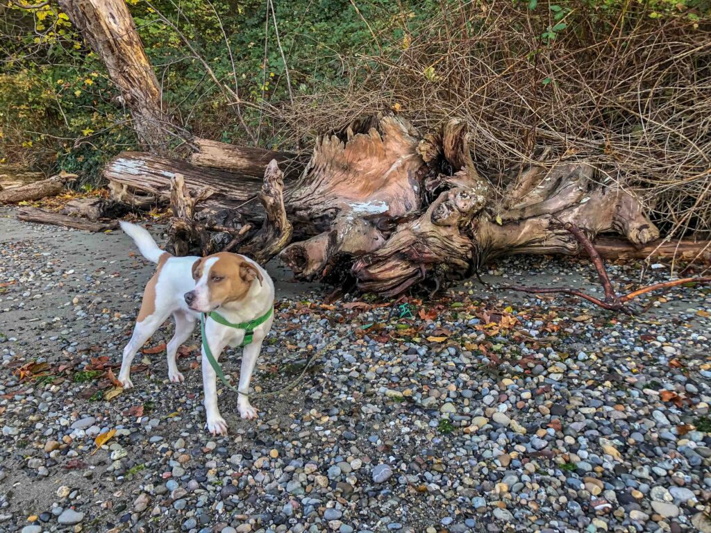 Another tricky surface for Ajax is a pebbly beach at Seahurst Park. Fortunately, he was so distracted by all the wonderful smells (and surprise! salt water is NOT good for drinking) that he handled it okay. We celebrated with a game of Rah, or jump for the leash.