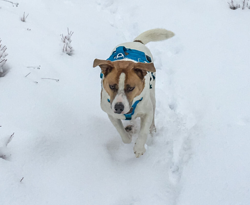 Ajax enjoying the snow