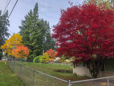 Fabulous colors abound in the Puget Sound right now. Go on a color -collecting walk