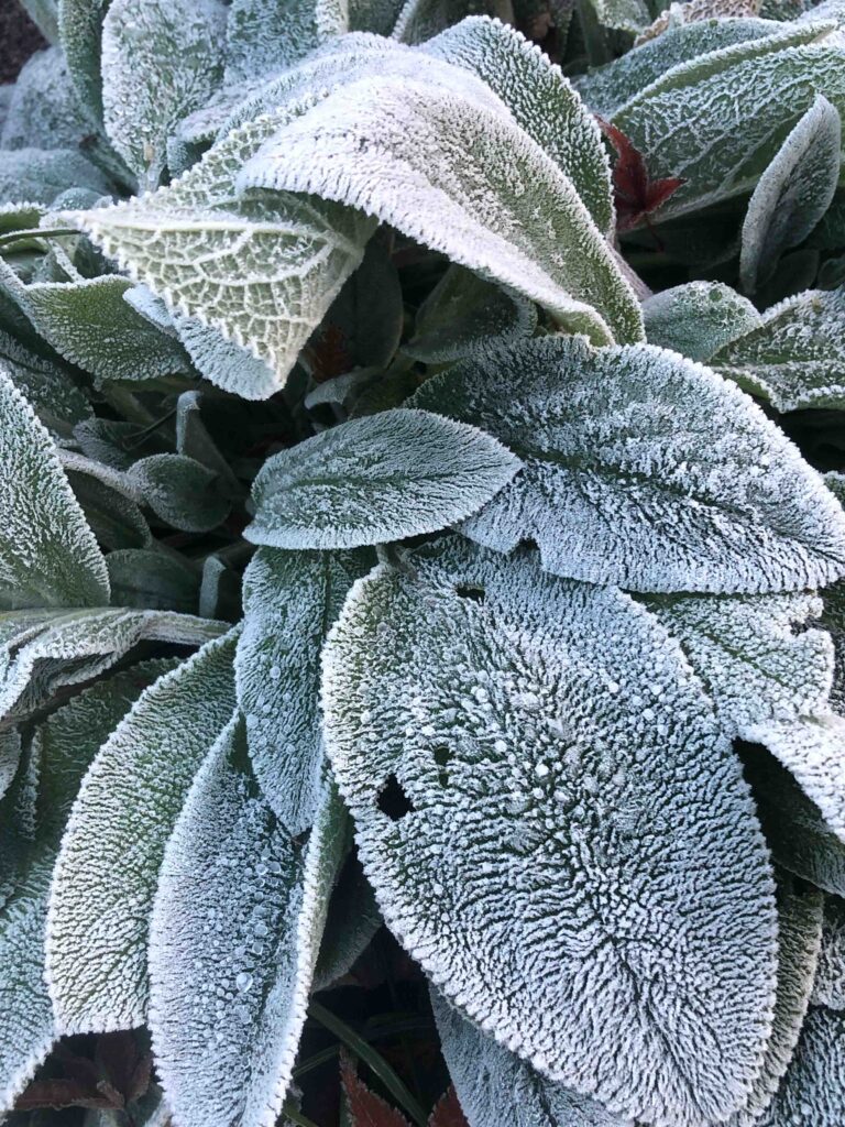 Advent adventures can help you appreciate the beauty all around us. Frost makes gorgeous patterns on the leaves.